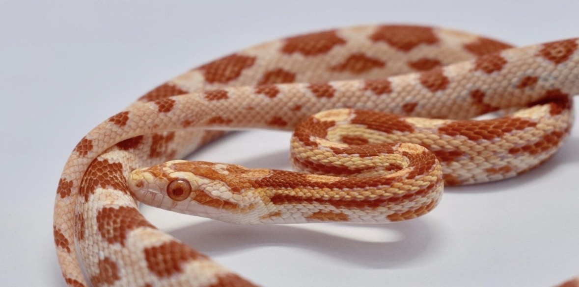 Pantherophis guttatus