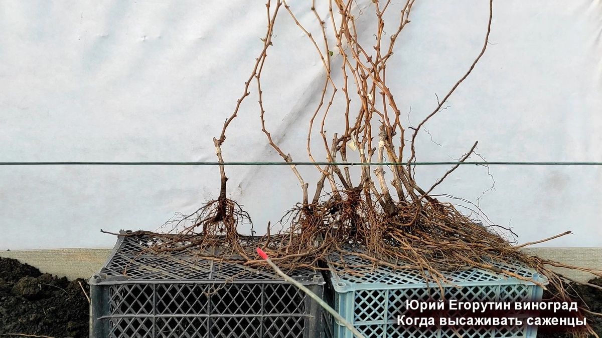 Саженцы с открытой корневой системой.