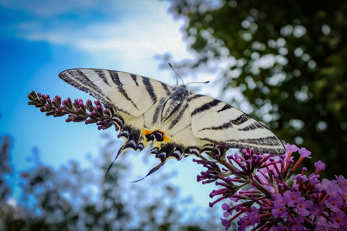 Бабочка подалирий лакомилась нектаром