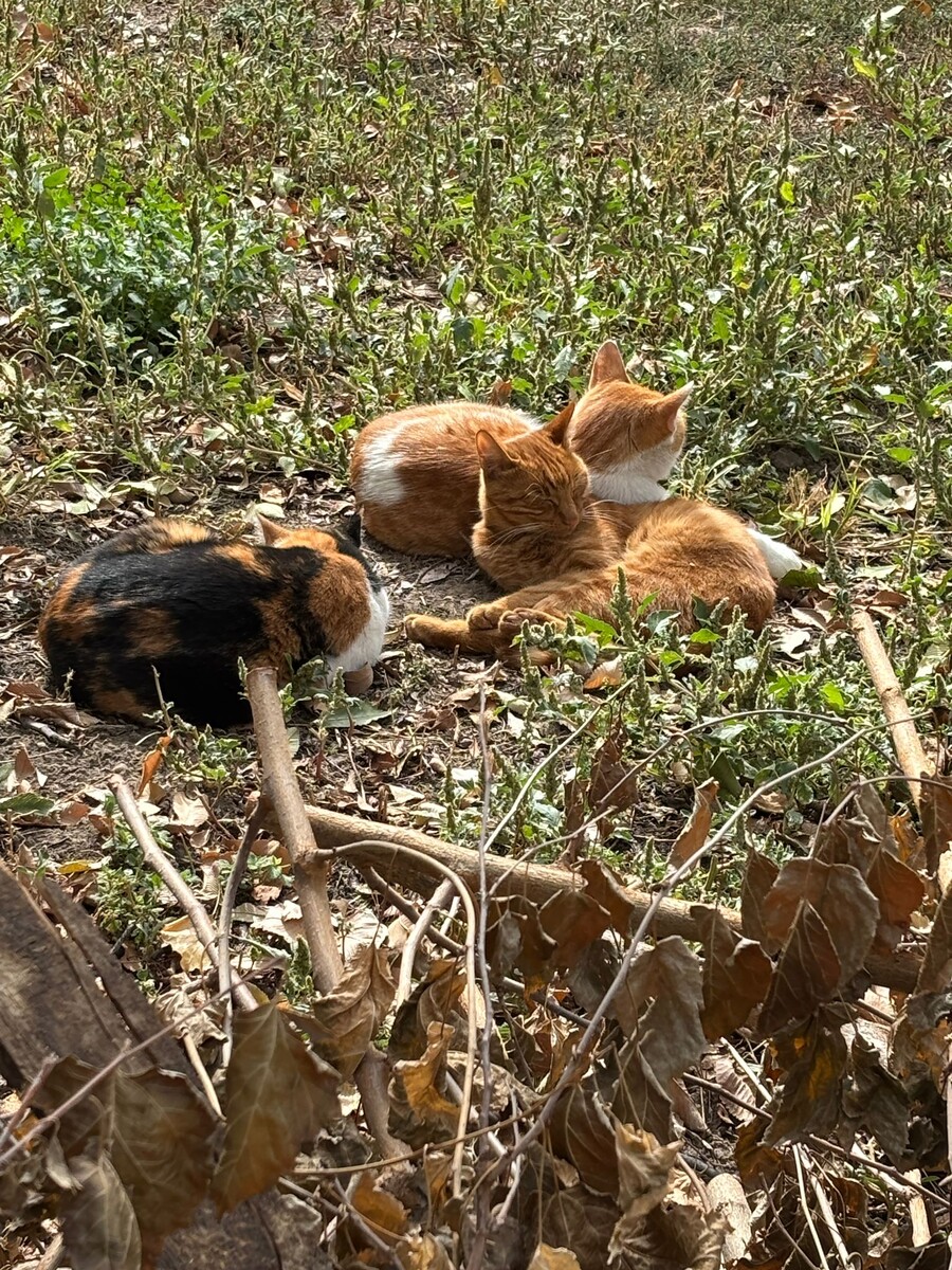 Это наши коты были в афиге от происходящего и думали, что кожаные фигню какую-то придумали. Они вообще не очень много видят чужих людей, да еще вся эта возня. 