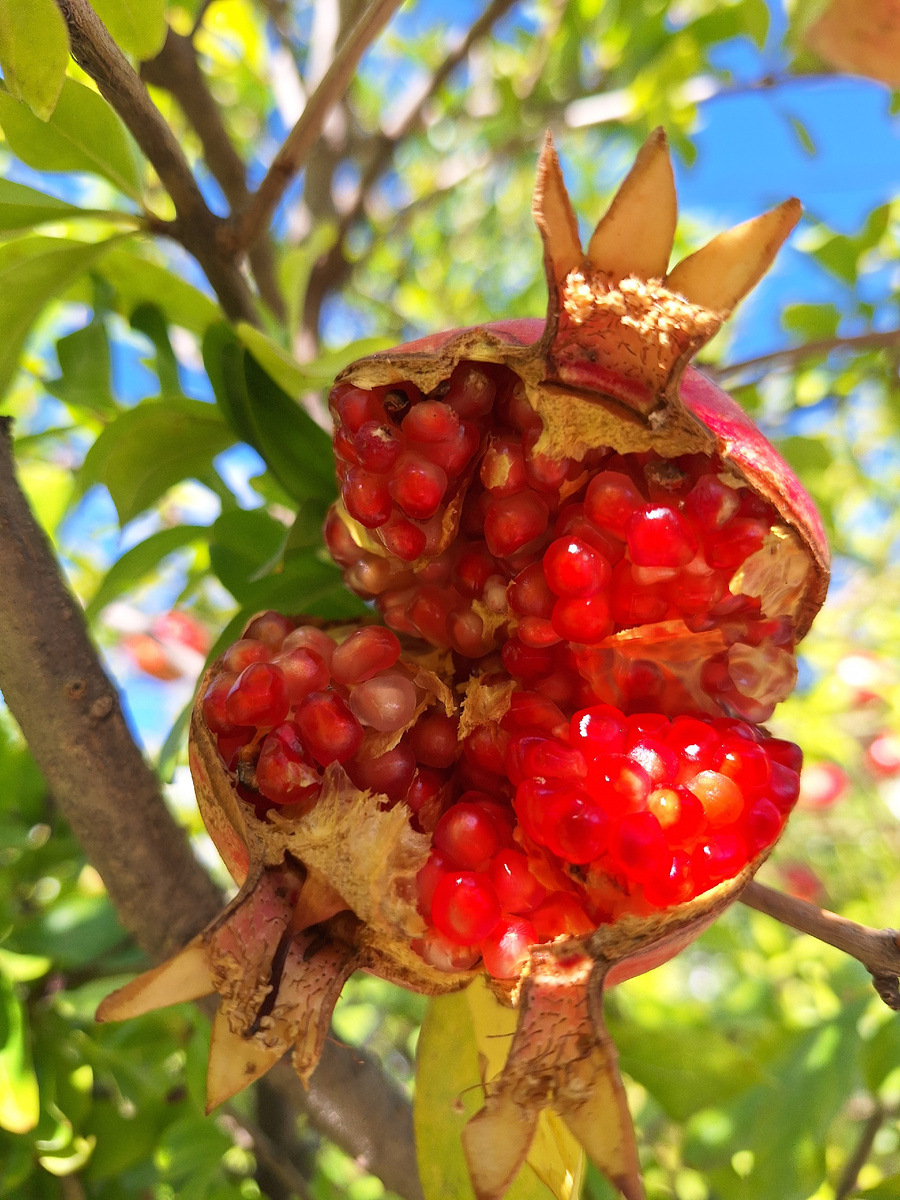 Садоводство: почему лопаются гранаты? На фото — спелый плод, испорченный неравномерным увлажнением почвы. Ярко-красные зерна, готовые вот-вот высыпаться, показывают, какую цену платит растение за наши ошибки в уходе.