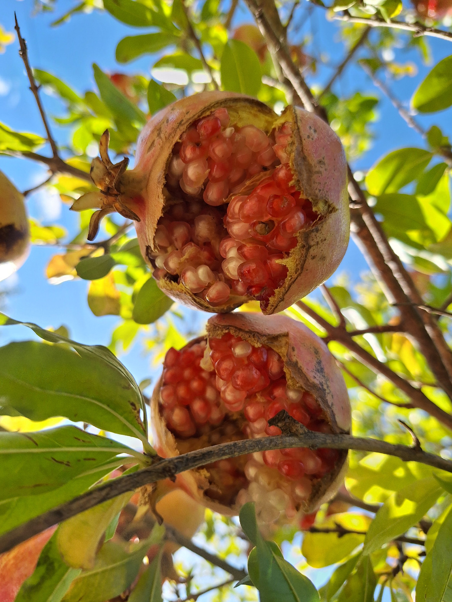 Садоводство: разрыв между ожиданием и реальностью. Шкурка граната не выдерживает напора сочной мякоти. Так происходит, когда после засухи растение получает обильный полив или дождь. Учимся на чужих фото, чтобы не повторять ошибок.