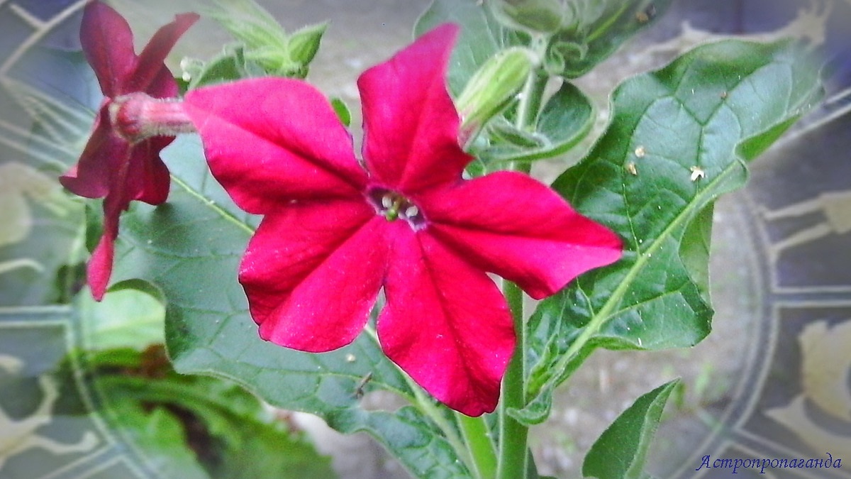 Гороскоп с 29 сентября по 5 октября 2025: неделя неудачных дорог и недостоверных новостей | Недельный гороскоп