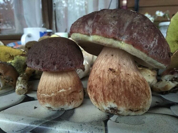     Следует срывать только хорошо знакомые виды грибов. Фото: МК в Великом Новгороде