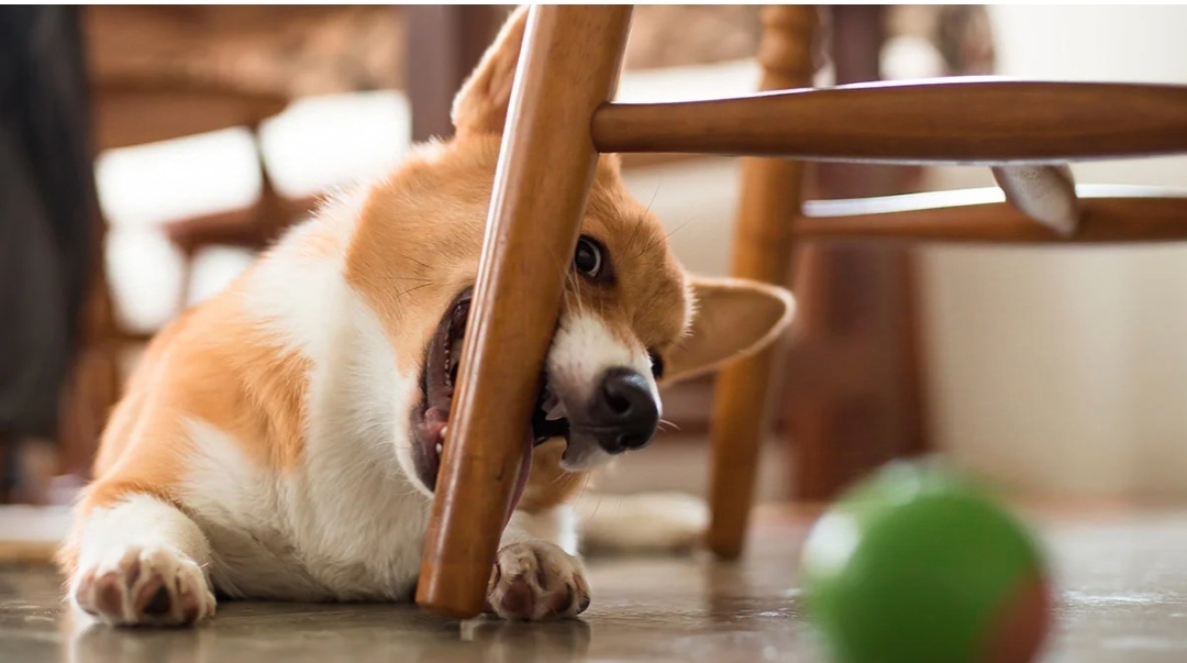 Фото из интернета