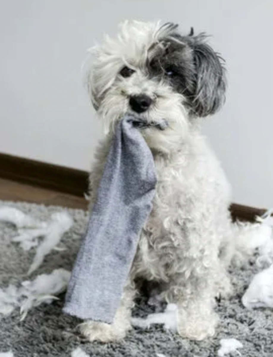 Фото из интернета