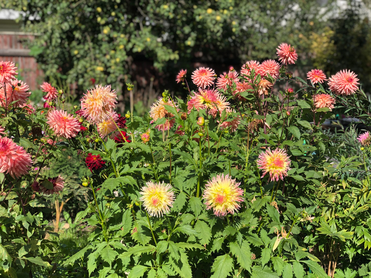 Мои георгины, середина сентября 2025