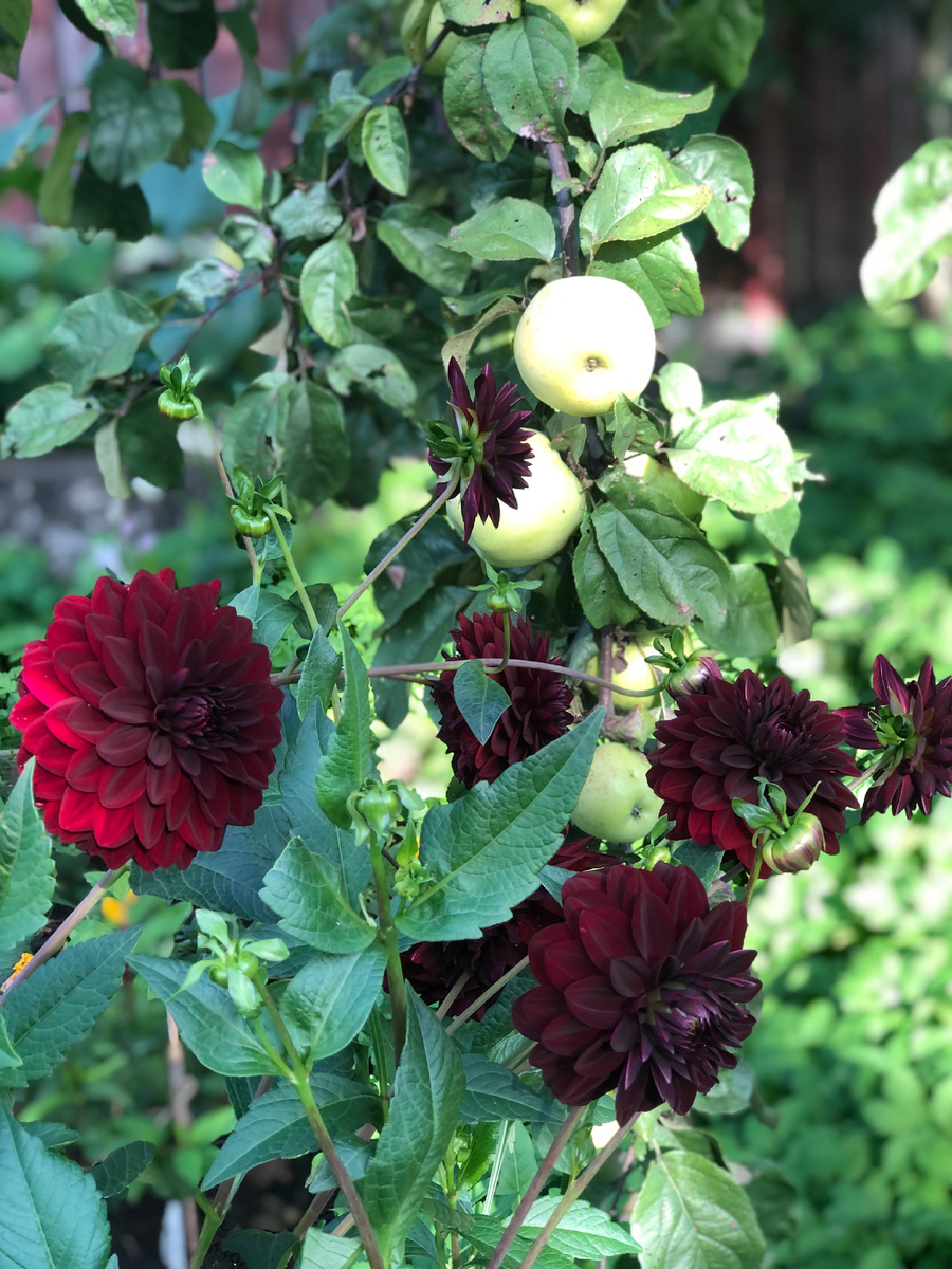 Георгина Арабская ночь, середина сентября 2025