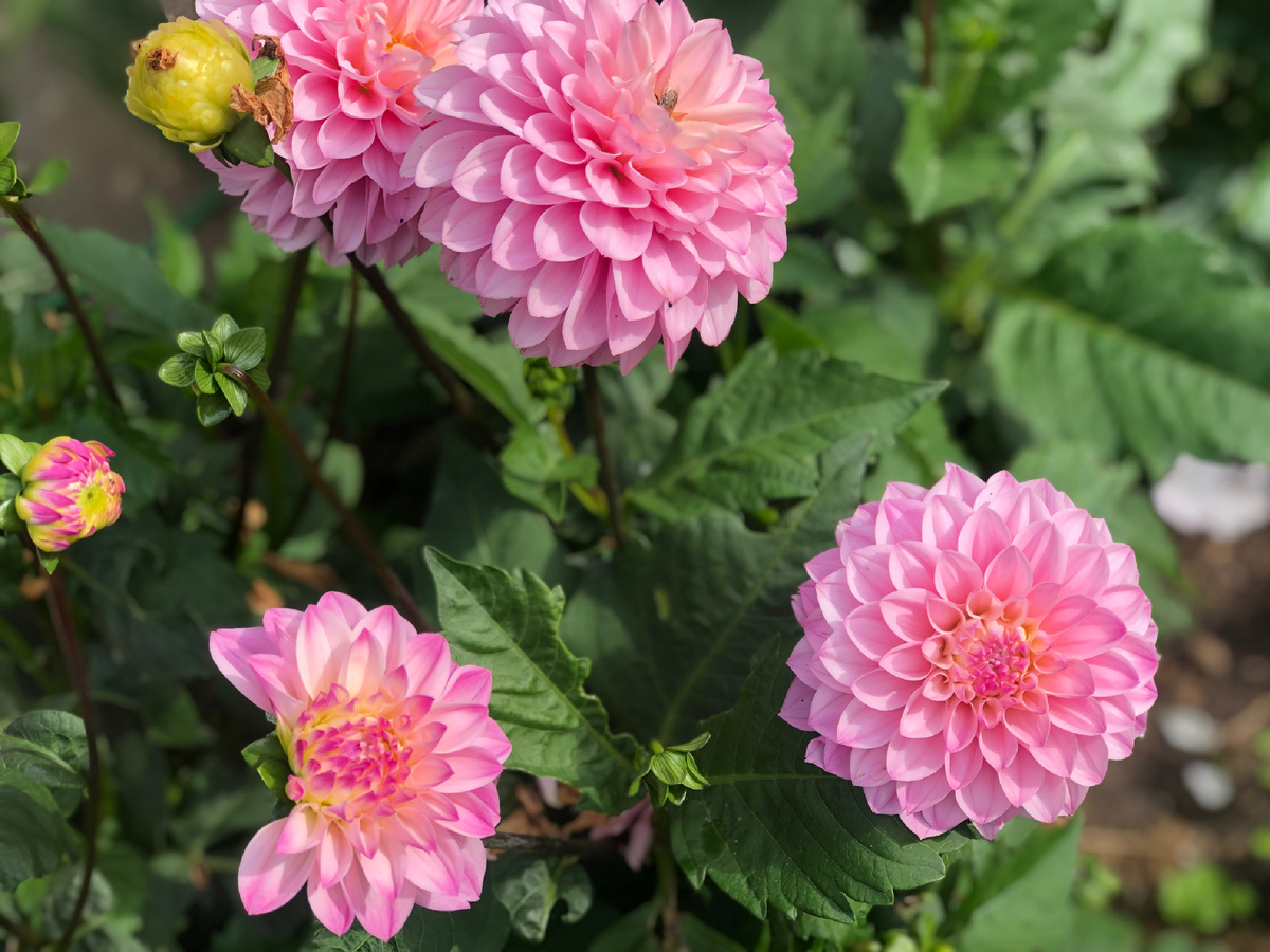 Георгины в моем саду. 2024