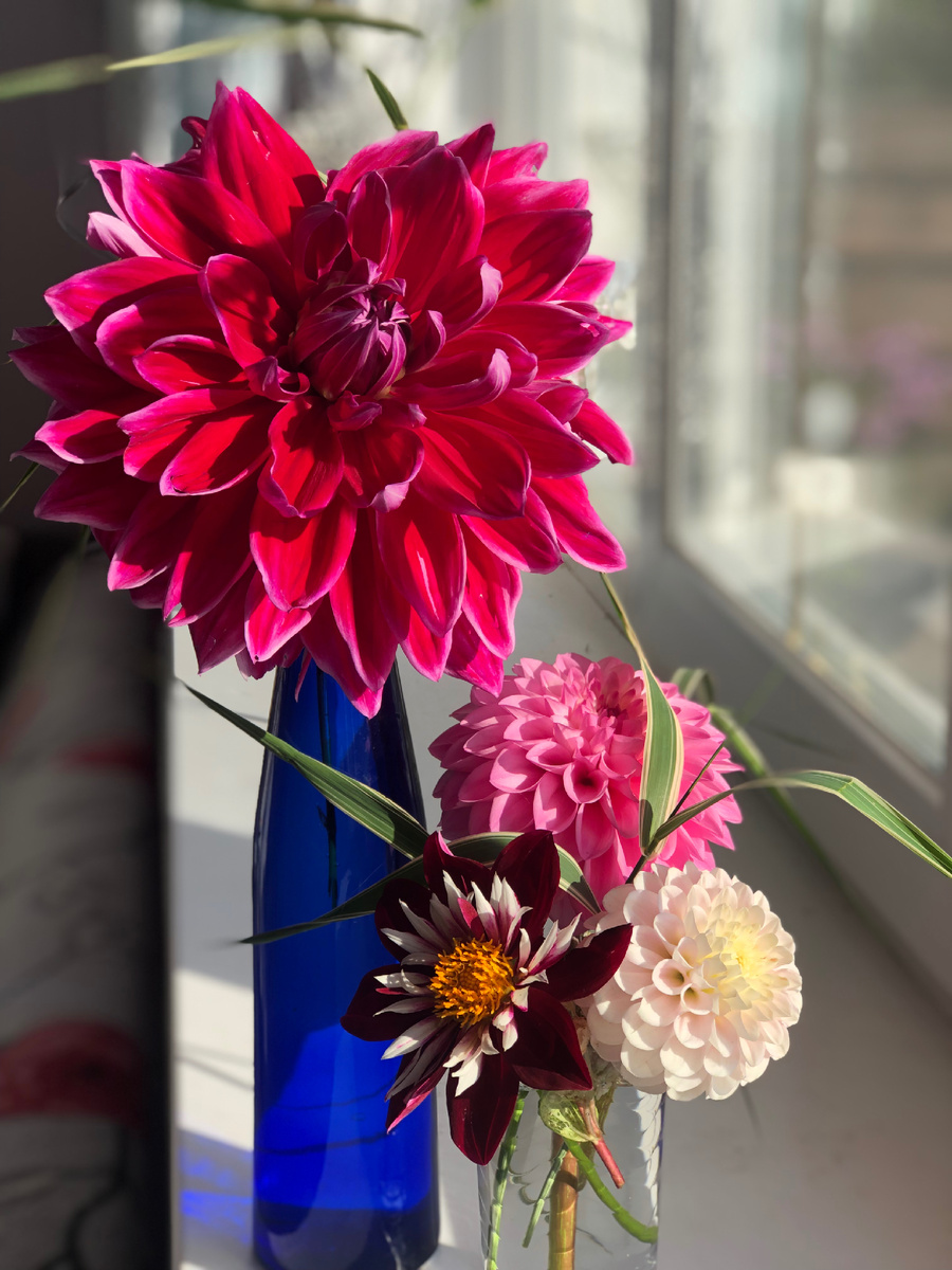 Букет из моих георгинов, 2024