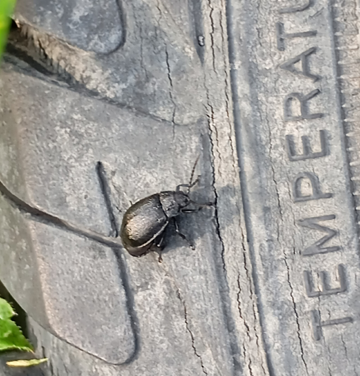 Фотография автора