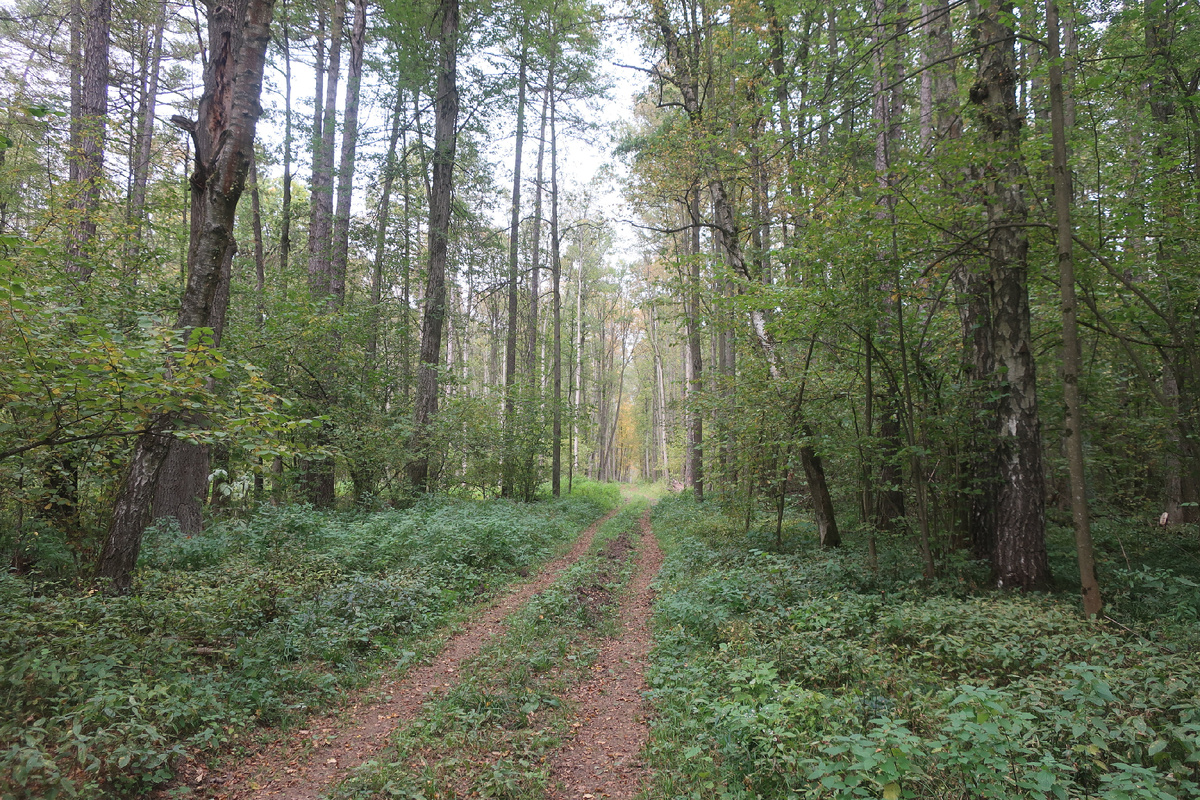 Идём вперёд, тирлим-бом-бом