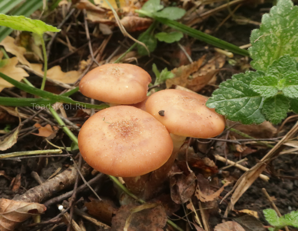 Мы идём искать! (фото И.Лебединского)