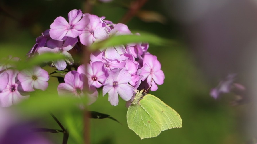 Весенние цены на рассаду флоксов заставляют искать альтернативы