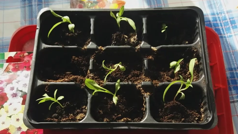 Недостаток света превращает крепкую рассаду в хилые стебли