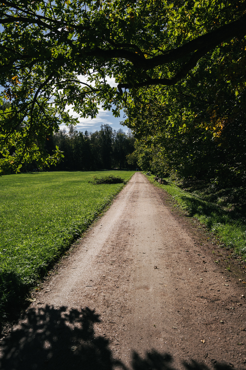 Одна из аллей парка Ораниенбаум