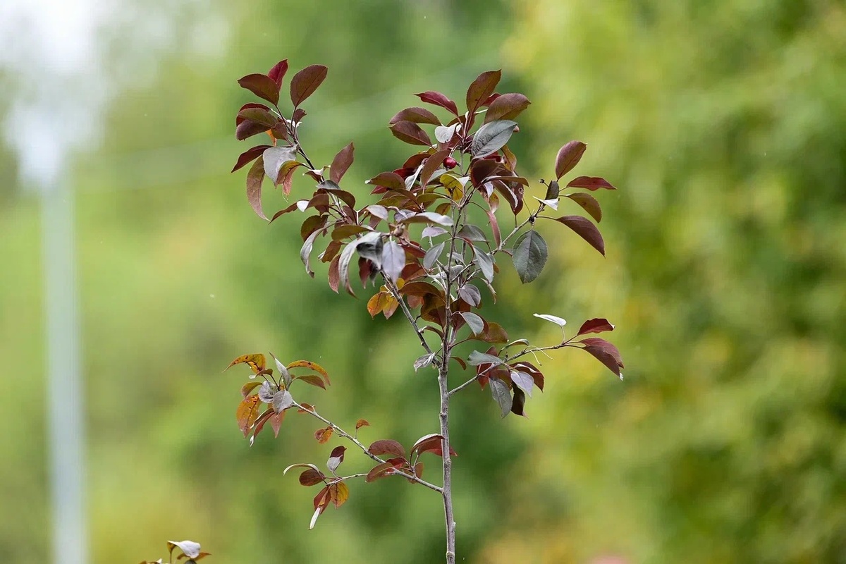    Высадка деревьев в память о погибших в ходе СВО. Фото: "Республика"/Сергей Юдин
