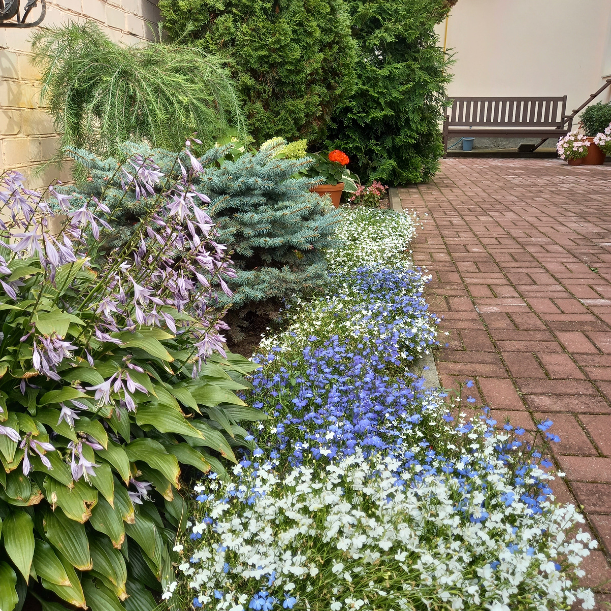 Миксбордер с лобелией в качестве бордюра