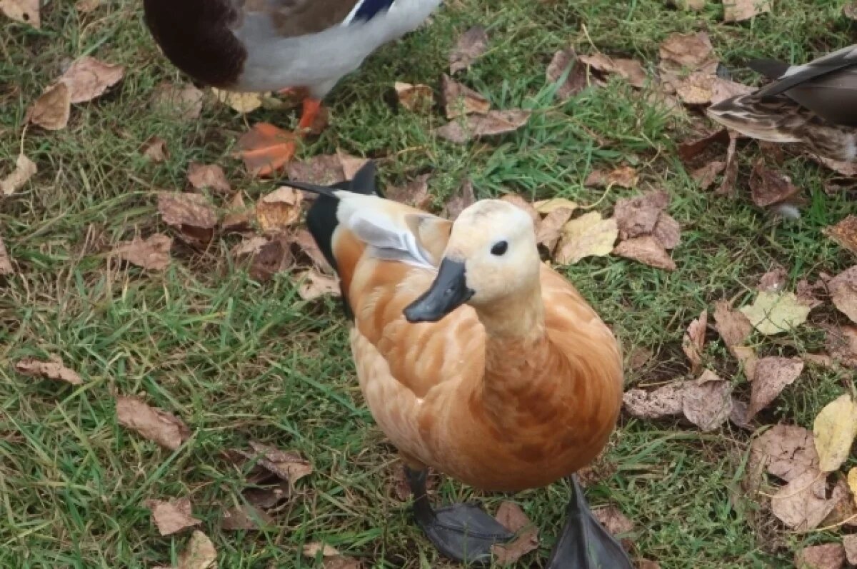   В Тверь прилетала редкая оранжевая утка