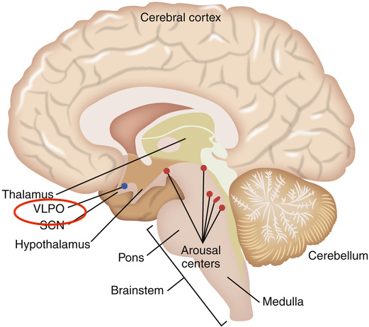Вентролатериальное преоптическое ядро (VLPO)