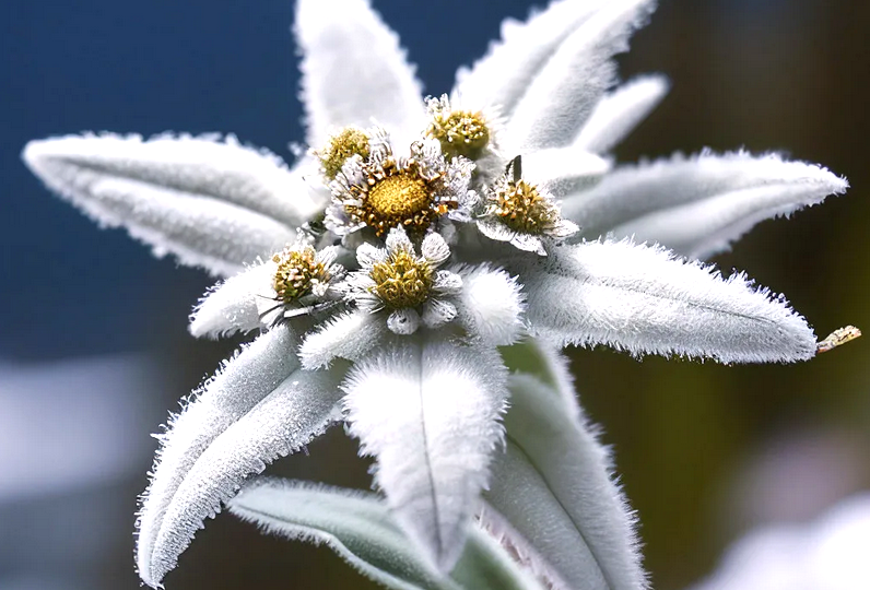 Эдельвейс и его невероятные своиства