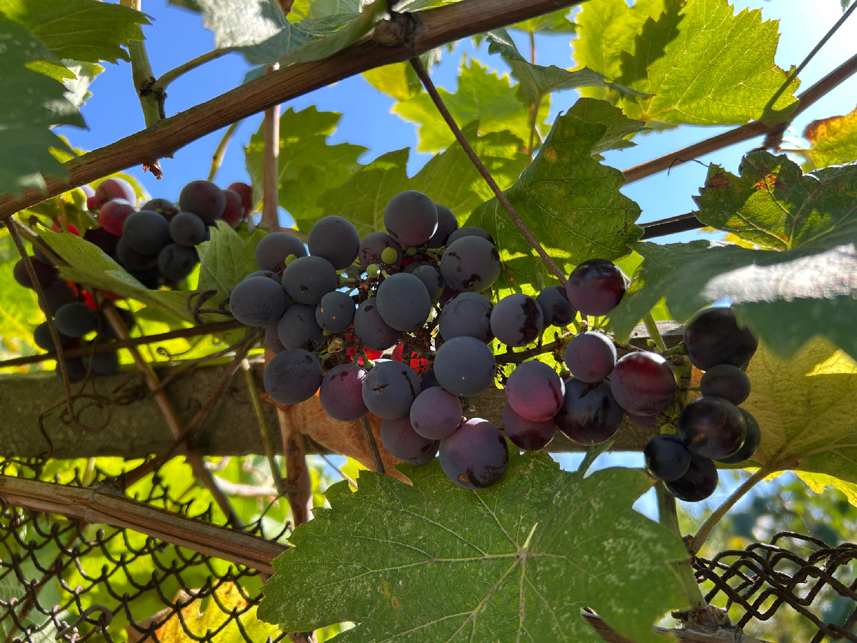 Публикации (или каналы) можно сравнить с россыпью виноградин на южном солнце: манящие, но не все очень сладкие, какие-то с косточкой, какие-то превратились в изюм, а какие-то уже забродили…