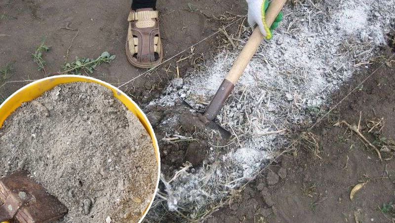 удобрение грядок золой