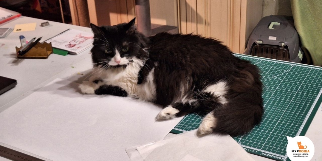 Кварта отчаянно просила о помощи и её мольбы не остались без ответа