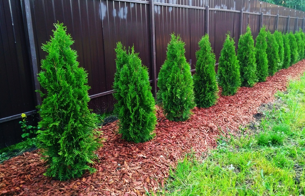 На каком расстоянии сажают туи