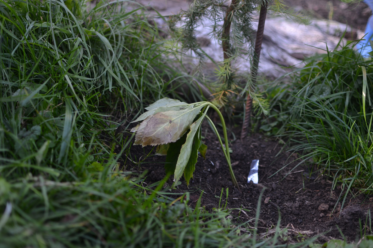 Морозник под лиственницей