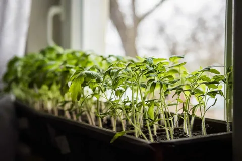 Рассада томатов на подоконнике в апреле — символ начала посевного сезона