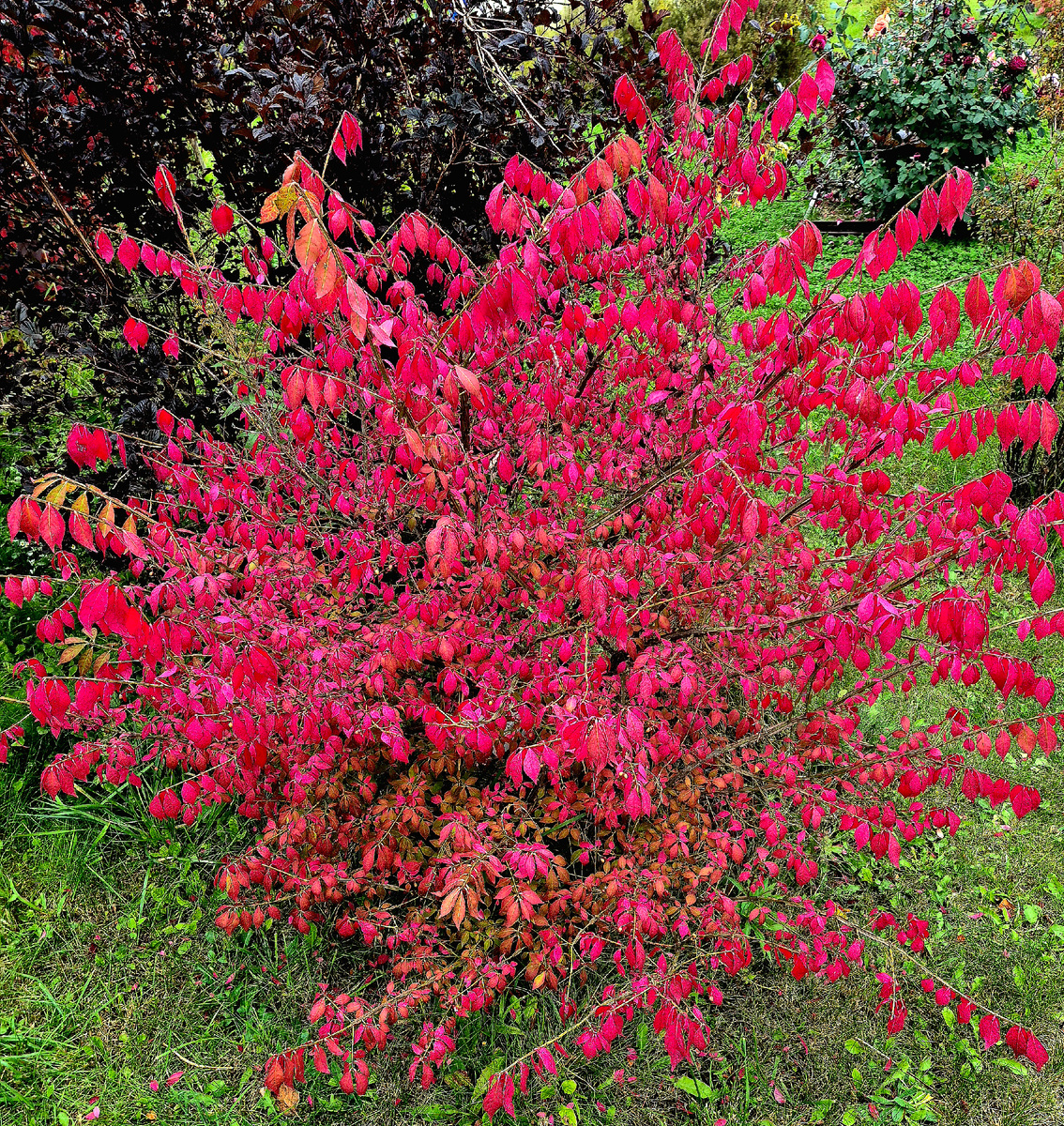 Кустарник бересклет европейский. Необыкновенно красив осенью