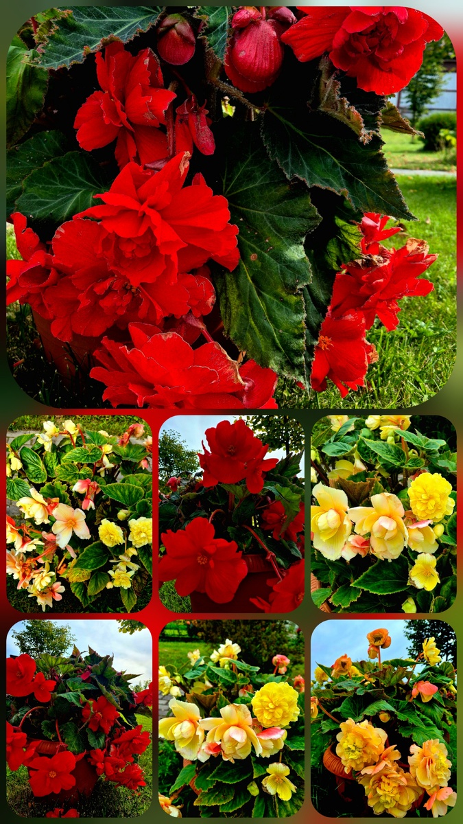 Бегония в осеннем цвету. Пока выпускала статью, ударили заморозки, и она уже замерзла. Так что- это исторические снимки сезона 2025года