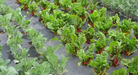 грядка укрытая чёрным спанбондом