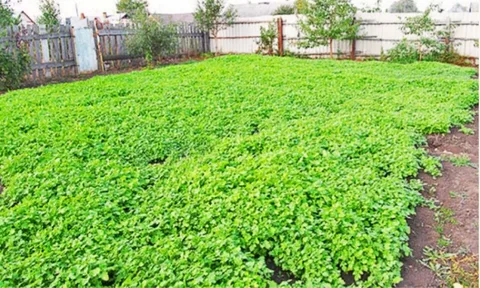 Грядка, засеянная белой горчицей