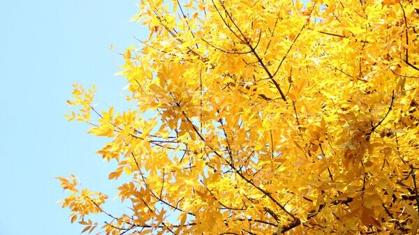    © РИА Новости Крым . Владислав Сергиенко