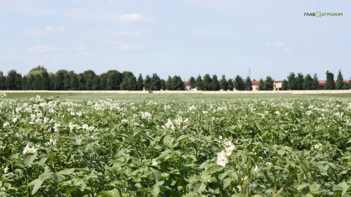 Фото:© Владимир Исаенко / Glavagronom.ru
Нужна формула цены картофеля, привязанная к рыночной ситуации, заявила министр сельского хозяйства Оксана Лут