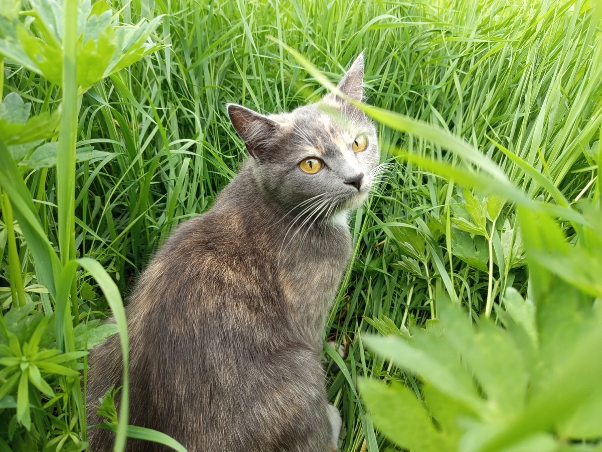    «На ручки?»: как и сколько можно трогать кошку