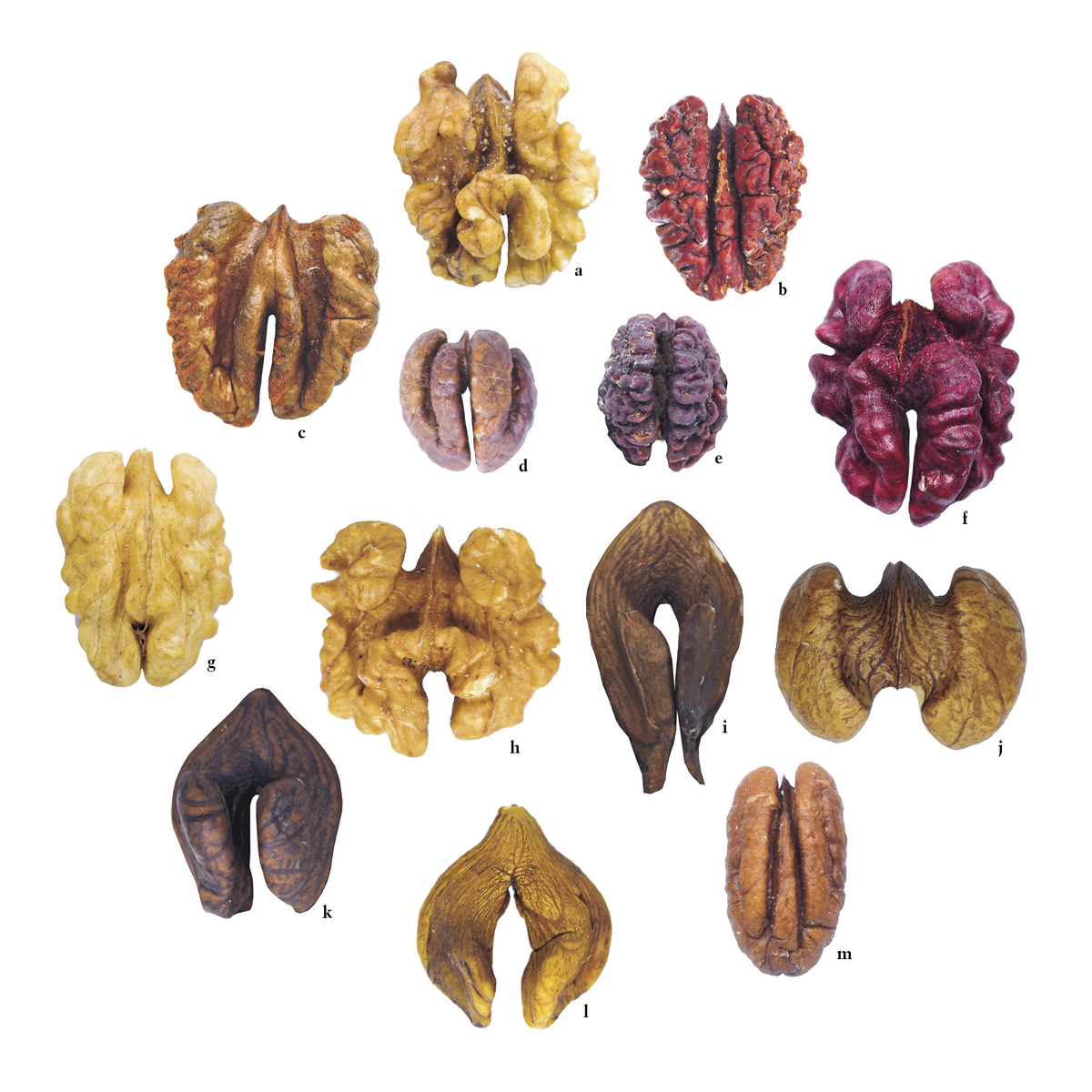 Крупные ядра грецких орехов и гикори: (a) английский грецкий орех (сорт Juglans regia); (b) водяной гикори Carya aquatica; (c) кора ракушки, C. laciniosa; (d) китайский гикори, C. cathayensis; (e) горький орех, C. cordiformis; (f, g, h) английский грецкий орех (сорта); (i) масляный орех J. cinerea; (j) черный грецкий орех J. nigra; (k) японский грецкий орех J. ailantifolia; (l) японский орех-сердцевина J. ailantifolia (сердцевидный орех); (m) орех пекан C. illinoinensis. 