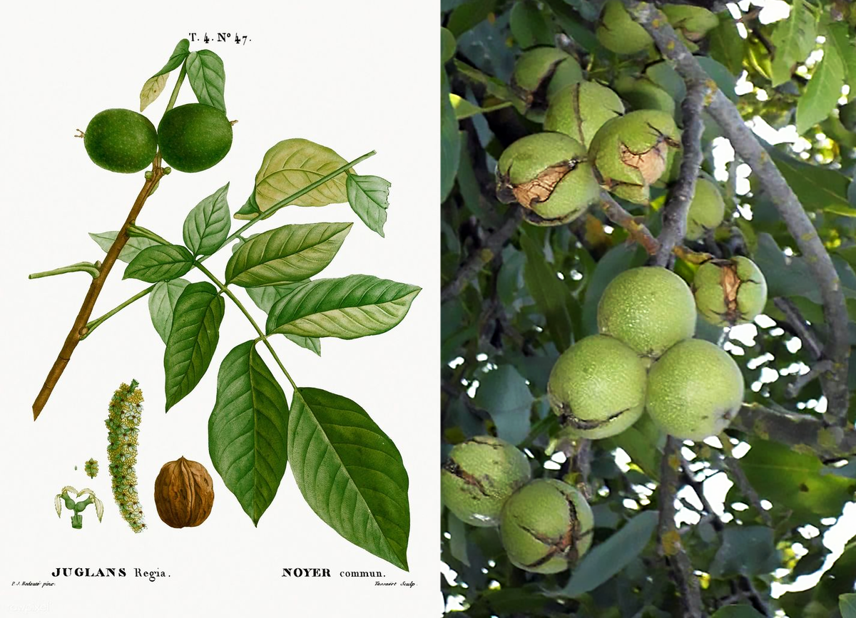 Высота: 25–35 метров. Это высота 10-этажного дома! Диаметр кроны может достигать 20 метров.

Урожай: взрослое, полное сил дерево в урожайный год способно подарить человеку до 100–150 килограммов орехов. В одном килограмме примерно 50-70 очищенных ядер. 

Возраст: дерево-долгожитель. Оно спокойно живет и продолжает плодоносить 200–300 лет, а некоторые патриархи, которых почитают как местные достопримечательности, перешагивают рубеж в 500 и даже 1000 лет. Представьте: дерево, под которым сегодня играют дети, могло «видеть» эпоху Ивана Грозного или рождение Пушкина. 