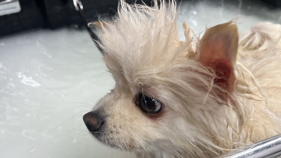 Шпиц в нашей нано баббл ванне.