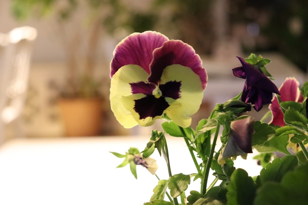 Ориби Каммпирр - Нет слов порой, чувств не хватает! © Copyright: Ориби Каммпирр