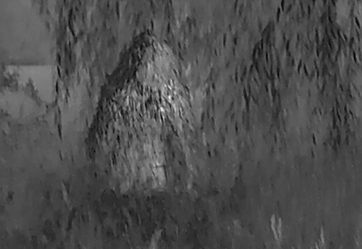 Пример маскировки от тепловизора 