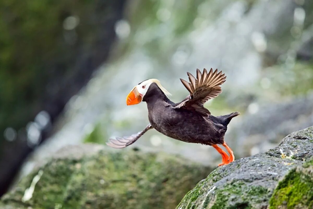    Полет к свободе.