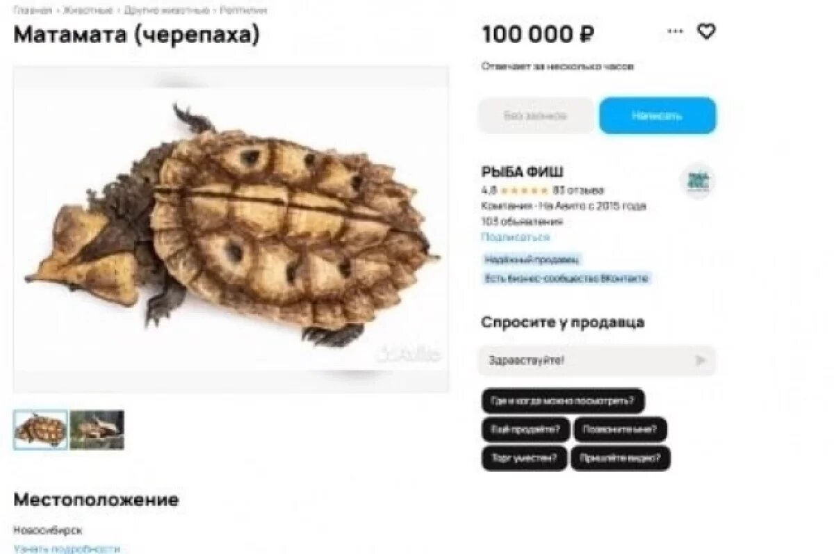    В Новосибирске продают особую южноамериканскую черепаху за 100000 рублей