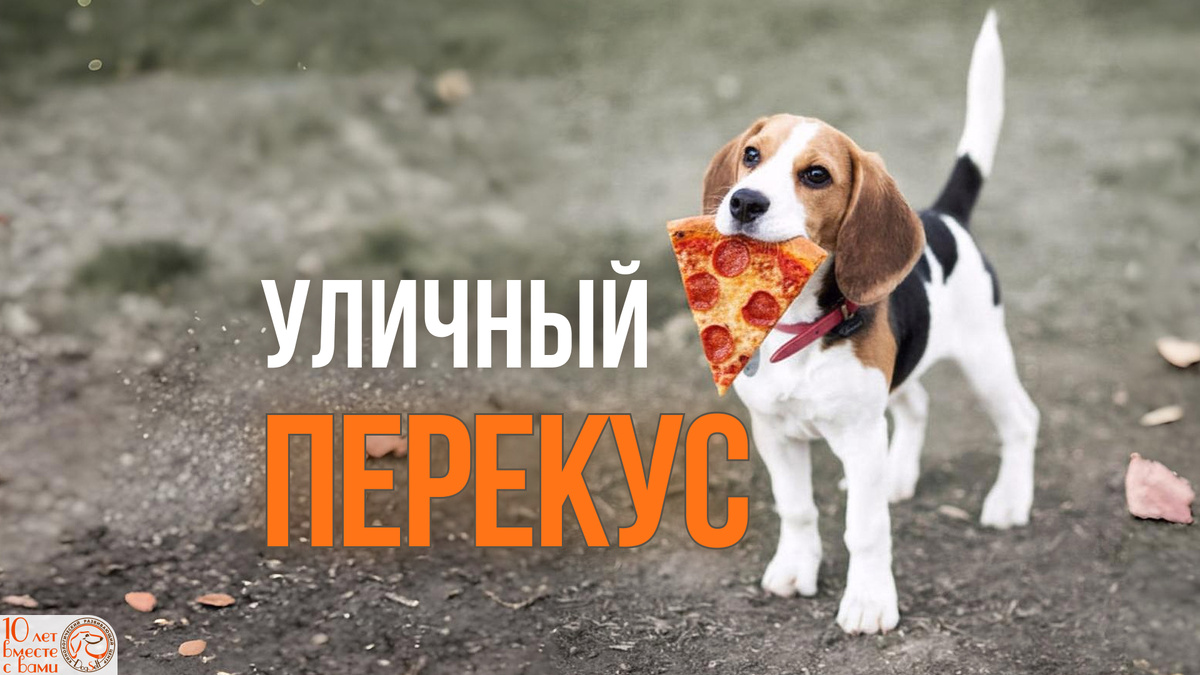 Пойман с поличным. Тот самый взгляд, который говорит: «Это не я, и пицца не моя» | Бигль с куском пиццы в зубах и невинными глазами | Изображение: DogSelf