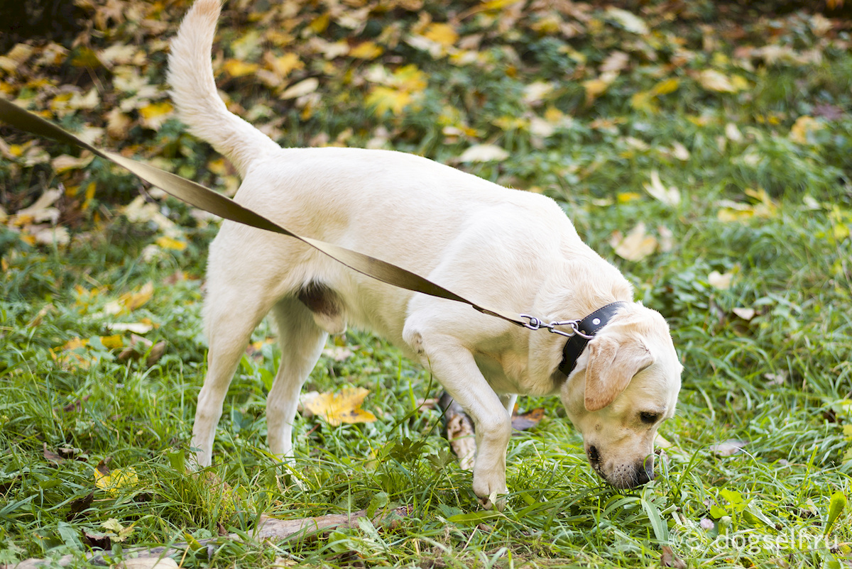 «Минуточку... Кажется, я нашёл что-то интереснее твоих скучных команд» | Лабрадор на поводке увлечённо обнюхивает землю, игнорируя хозяина | Изображение: DogSelf