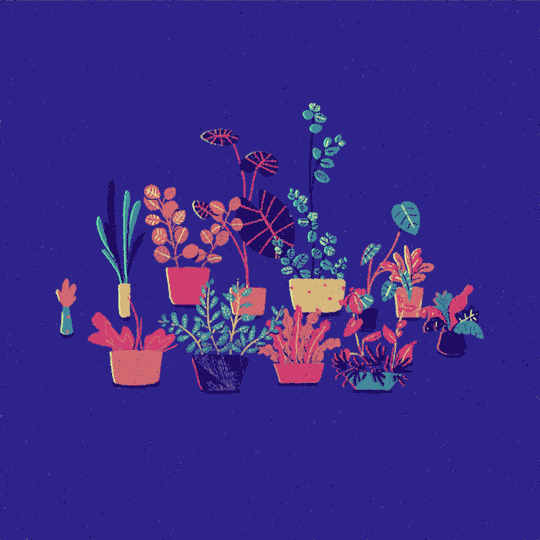 Читаем что делать, если растение засохло!