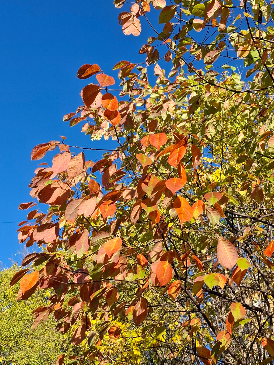 Вчерашний день 27.09.25. На фото - черемуха виргинская