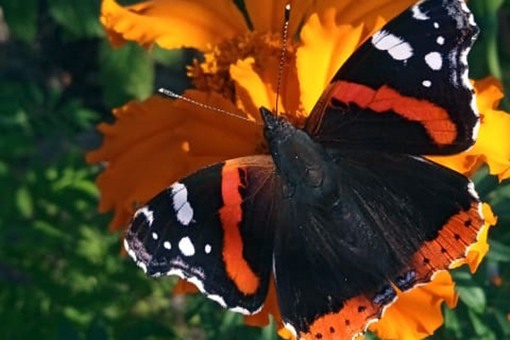    Бабочка адмирал. Фото читателей VN.ru